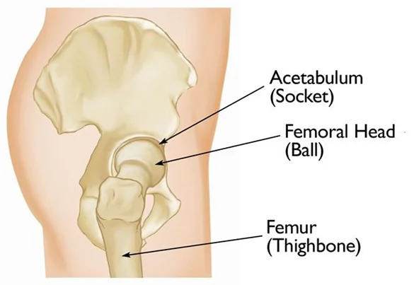 Pelvis and Acetabular